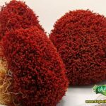 زعفران رشته کامل (دختر پیچ)