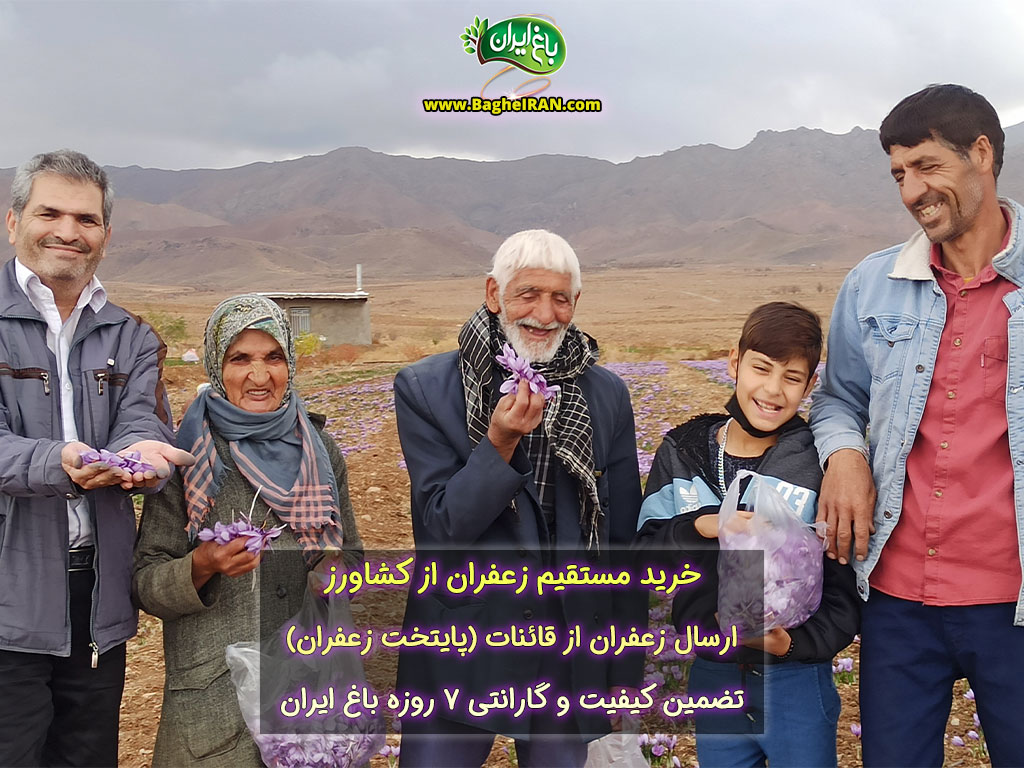خرید زعفران از کشاورز در فروشگاه باغ ایران با تضمین کیفیت