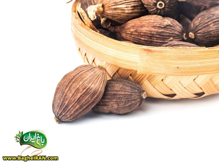 فواید و خواص هل چیست؟ (+18 خاصیت هل برای سلامتی) - باغ ایران