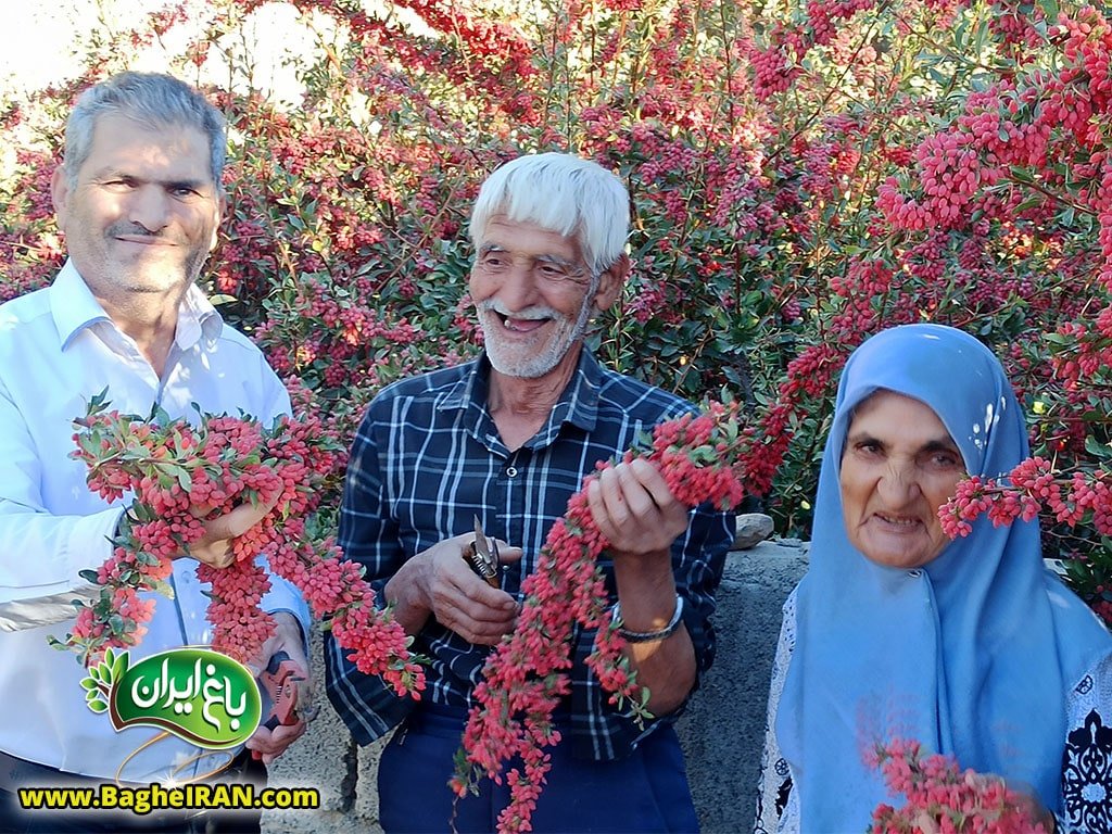 خرید زرشک عمده از باغ ایران