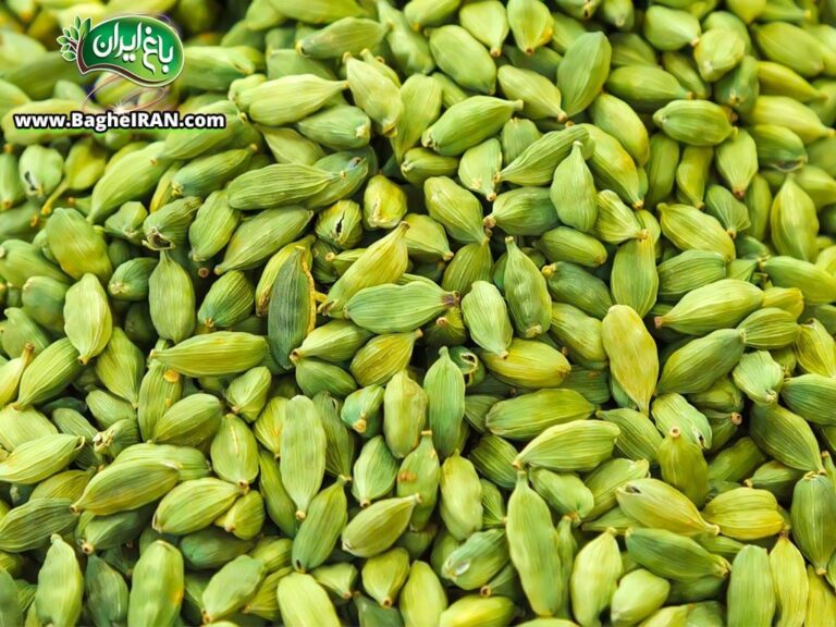 فواید و خواص هل چیست؟ (+18 خاصیت هل برای سلامتی) - باغ ایران