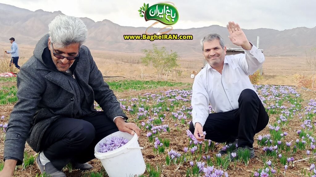 خرید زعفران قائنات در اصفهان
