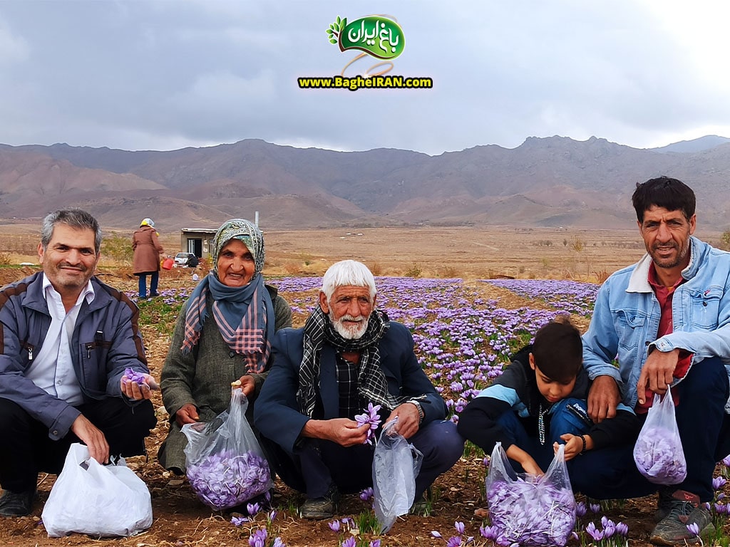 کشاورزان زعفران در شهرستان قائنات
