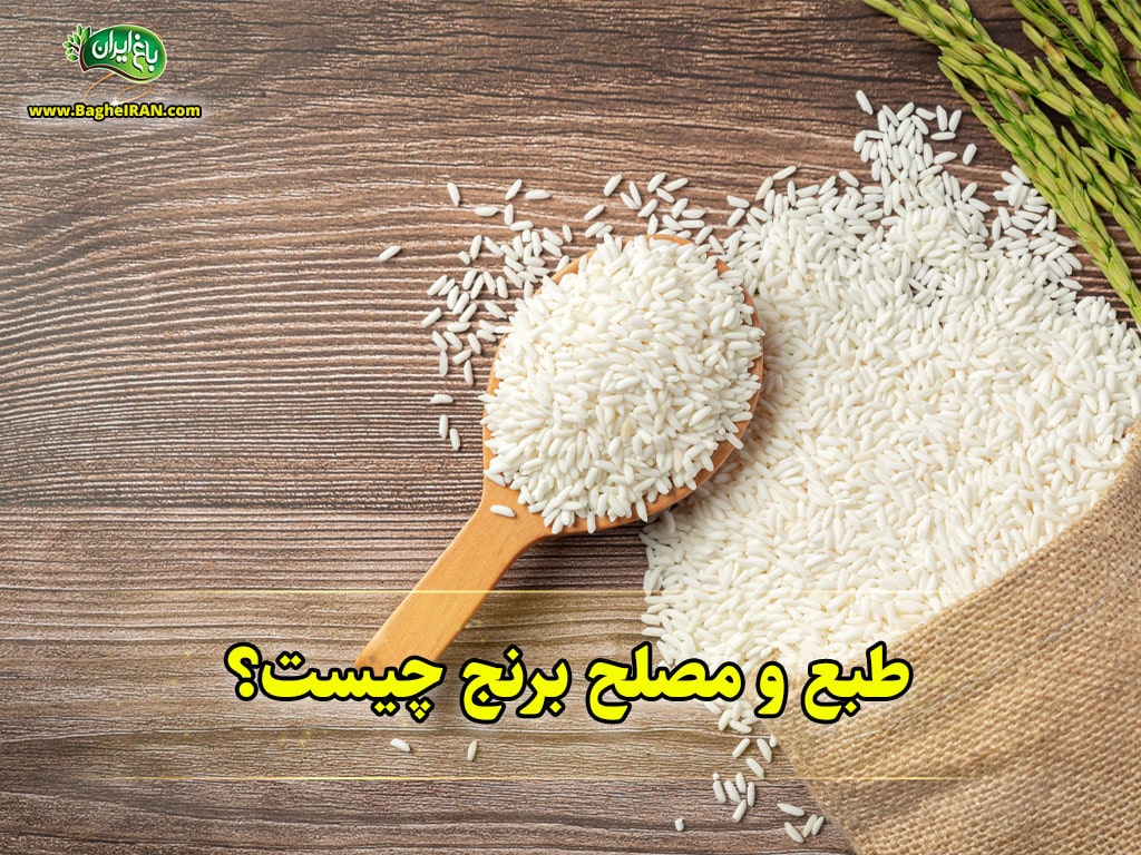 طبع برنج
