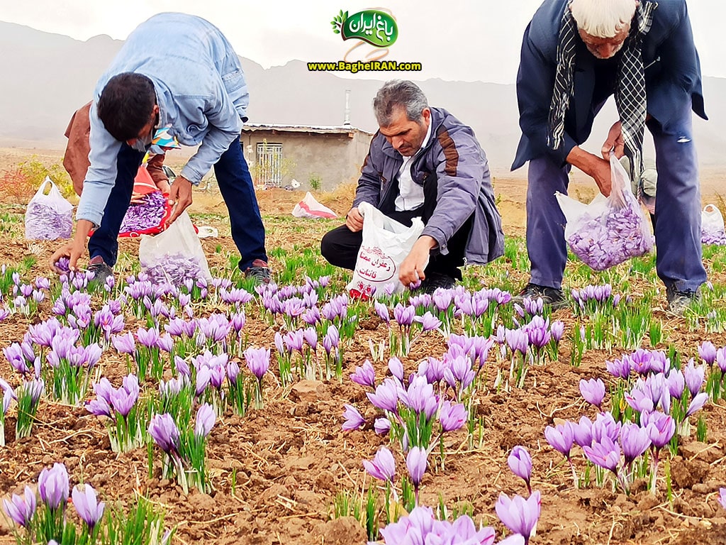 خرید زعفران اصل قائنات در تهران از فروشگاه باغ ایران