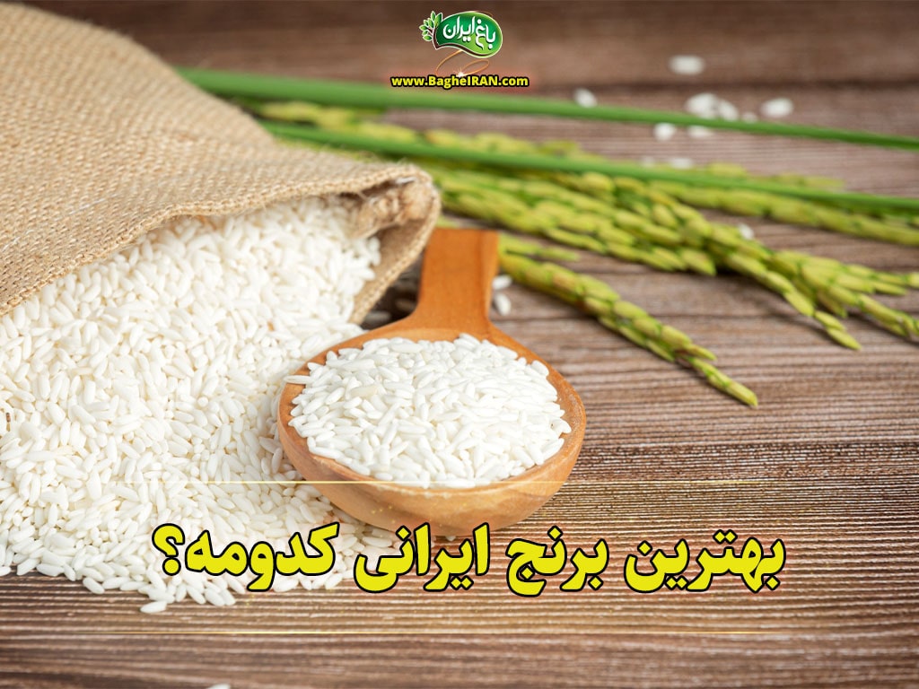 بهترین برنج ایرانی کدام است؟