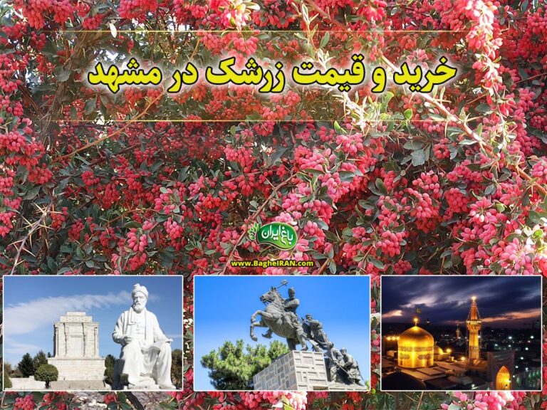 زرشک مشهد
