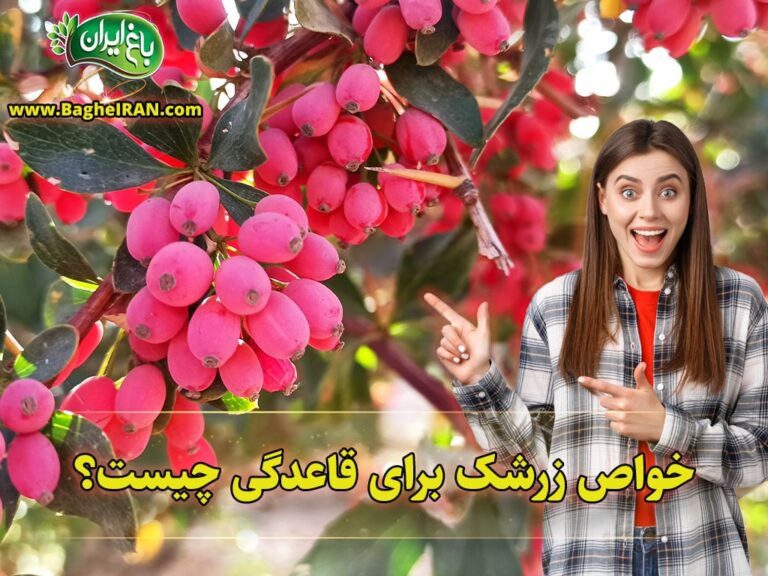 خواص زرشک برای قاعدگی