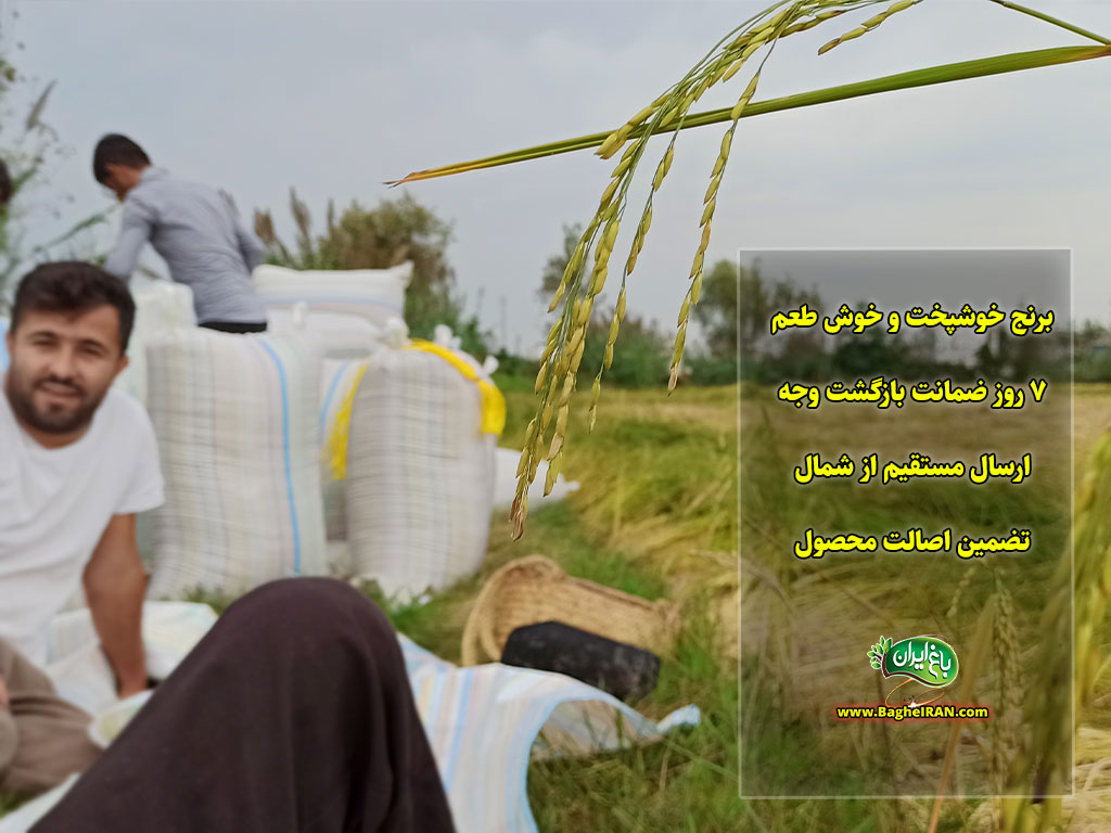 ویژگی های برنج باغ ایران