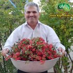 زرشک تازه با شاخه